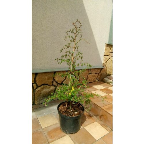 Саженец живое растение Лиственница кемпфера Диана, цена 7490р