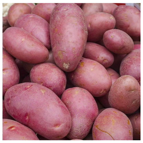 Семенной картофель эволюшн (суперэлита), цена 807р