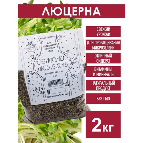 Люцерна семена для проращивания, 2 кг. Для микрозелени, пищевая, проростки, сидерат, для газона, микроклевер, сорт Вега 87, цена 1299р