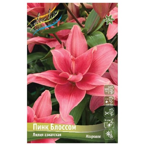 Лилия азиатский гибрид Pink Blossom (1 шт.), цена 251р