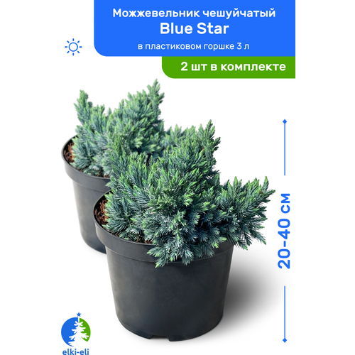 Можжевельник чешуйчатый Blue Star (Блю Стар) 20-40 см в пластиковом горшке 3 л, саженец, хвойное живое растение, комплект из 2 шт, цена 5100р