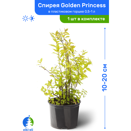Спирея японская Golden Princess (Голден Принцесс) 10-20 см в пластиковом горшке 0,5-1 л, саженец, лиственное живое растение, цена 975р