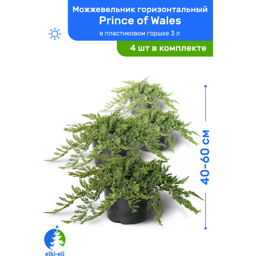 Можжевельник горизонтальный Prince of Wales (Принц Уэльский) 40-60 см в пластиковом горшке 3 л, саженец, живое хвойное растение, комплект из 4 шт, цена 9400р