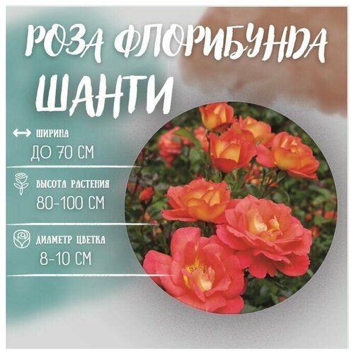 Роза флорибунда Шанти ( 40-60 см С5 ), цена 3434р