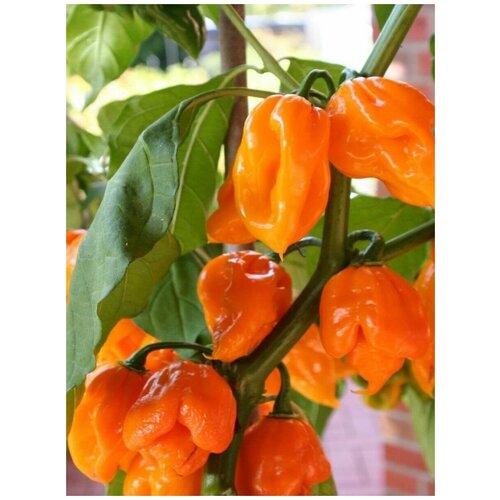    Trinidad Scorpion orange /   , 5 ,  315