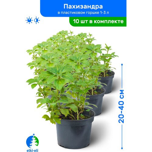 Пахизандра 20-40 см в пластиковом горшке 1-3 л, саженец, лиственное живое растение, комплект из 10 шт, цена 4950р