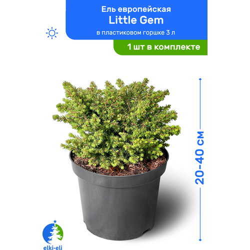 Ель европейская Little Gem (Литтл Джем) 20-40 см в пластиковом горшке 3 л, саженец, хвойное живое растение, цена 2450р