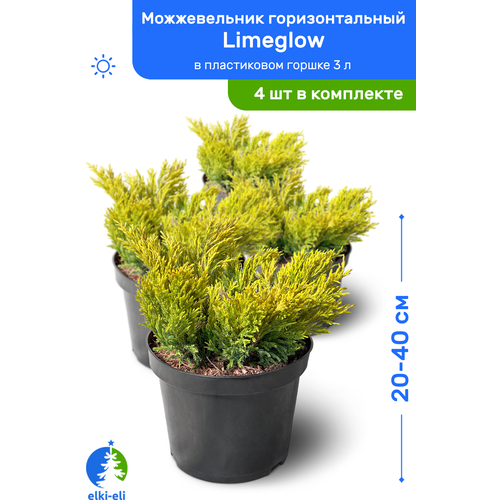 Можжевельник горизонтальный Limeglow (Лаймглоу) 20-40 см в пластиковом горшке 3 л, саженец, живое хвойное растение, комплект из 4 шт, цена 8796р