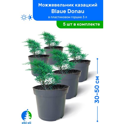 Можжевельник казацкий Blaue Donau (Блю Донау) 30-50 см в пластиковом горшке 0,9-3 л, саженец, хвойное живое растение, комплект из 5 шт, цена 9750р