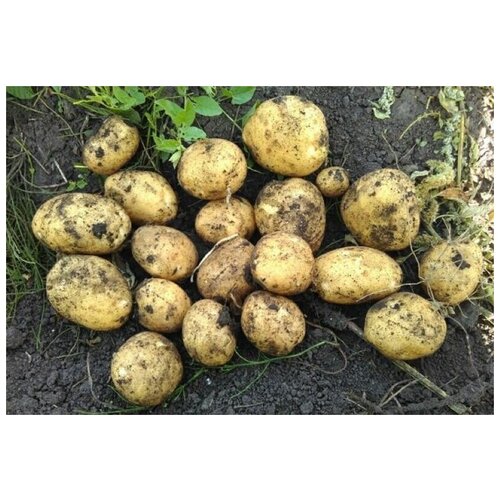 Картофель семенной винета (Адретта) клубни 2 кг, цена 469р