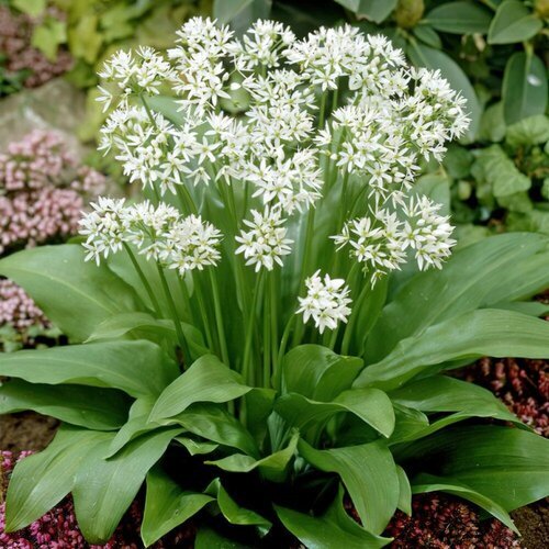  -  (. Allium ursinum)  35,  330