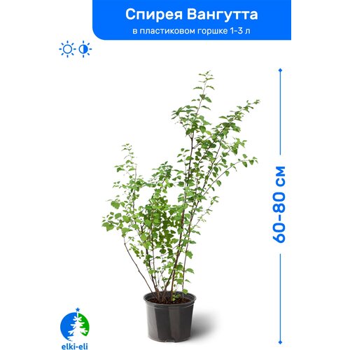 Спирея Вангутта 60-80 см в пластиковом горшке 1-3 л, саженец, лиственное живое растение, цена 1595р