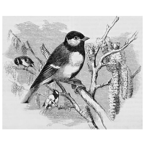       (Bird on a branch) 2 49. x 40.,  1700