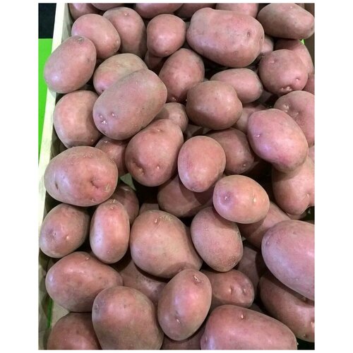 Картофель семенной селекционный сортовой Рикарда клубни 1 кг, цена 359р