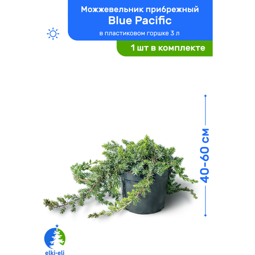 Можжевельник прибрежный Blue Pacific (Блю Пацифик) 40-60 см в пластиковом горшке 3 л, саженец, хвойное живое растение, цена 2750р