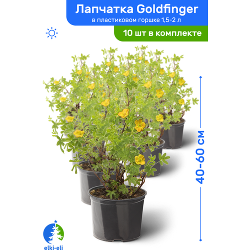 Лапчатка Goldfinger (Голдфингер) 40-60 см в пластиковом горшке 1,5-2 л, саженец, лиственное живое растение, комплект из 10 шт, цена 12430р
