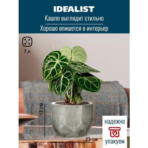     Idealist Lite  , , D23 H17 , 7 .,  2277