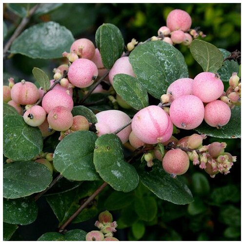  (. Symphoricarpos)  20,  420