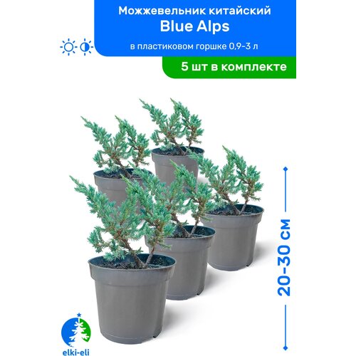 Можжевельник китайский Blue Alps (Блю Альпс) 20-30 см в пластиковом горшке 0,9-3 л, саженец, хвойное живое растение, комплект из 5 шт, цена 5475р