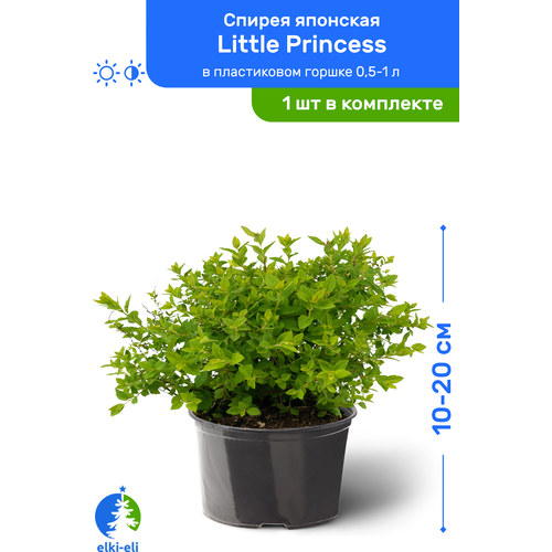 Спирея японская Little Princess (Литтл Принцесс) 10-20 см в пластиковом горшке 0,5-1 л, саженец, лиственное живое растение, цена 975р