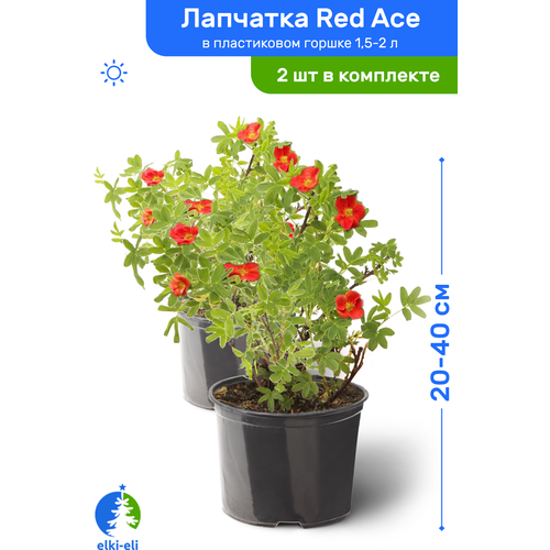 Лапчатка Red Ace (Рэд Айс) 20-40 см в пластиковом горшке 1,5-2 л, саженец, лиственное живое растение, комплект из 2 шт, цена 2780р