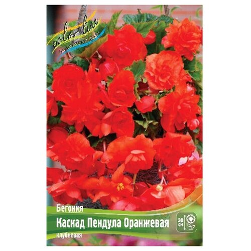 Бегония Cascade Pendula Apricot/Orange, 5/6 (1 шт.), цена 248р