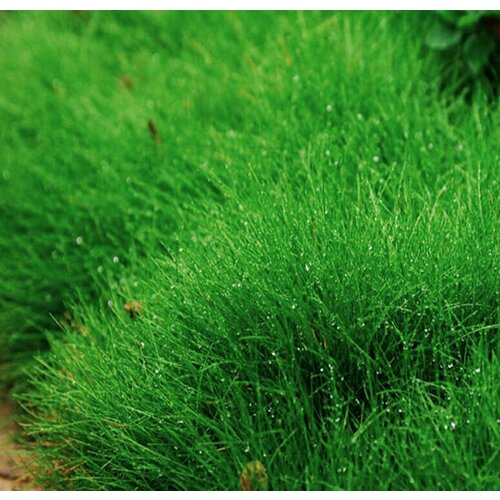 Полевица Кроми, газонная трава, 150 гр семян, цена 630р