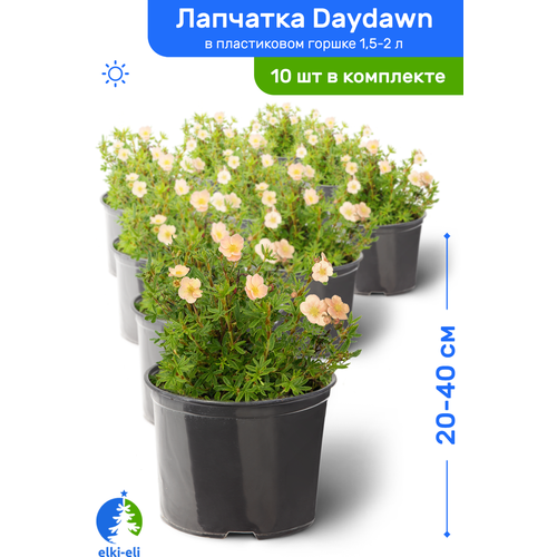 Лапчатка Daydawn (Дэйдаун) 20-40 см в пластиковом горшке 1,5-2 л, саженец, лиственное живое растение, комплект из 10 шт, цена 9718р
