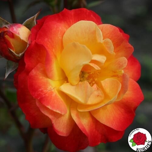 Роза флорибунда Firebird, цена 1056р