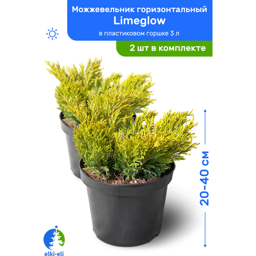 Можжевельник горизонтальный Limeglow (Лаймглоу) 20-40 см в пластиковом горшке 3 л, саженец, живое хвойное растение, комплект из 2 шт, цена 4598р