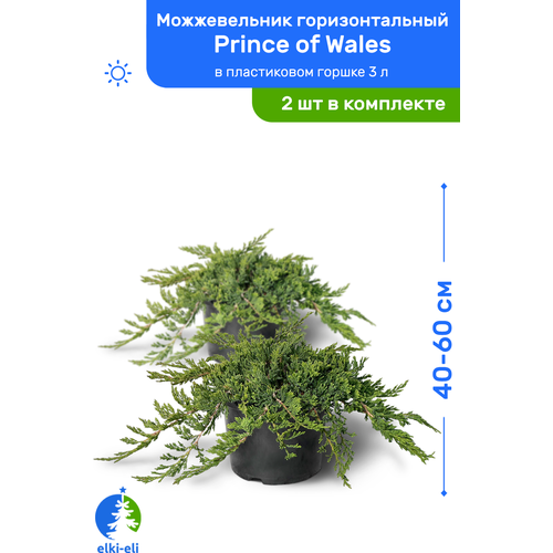 Можжевельник горизонтальный Prince of Wales (Принц Уэльский) 40-60 см в пластиковом горшке 3 л, саженец, живое хвойное растение, комплект из 2 шт, цена 4500р