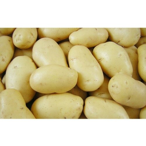 Картофель семенной Крепыш (2 кг), цена 475р