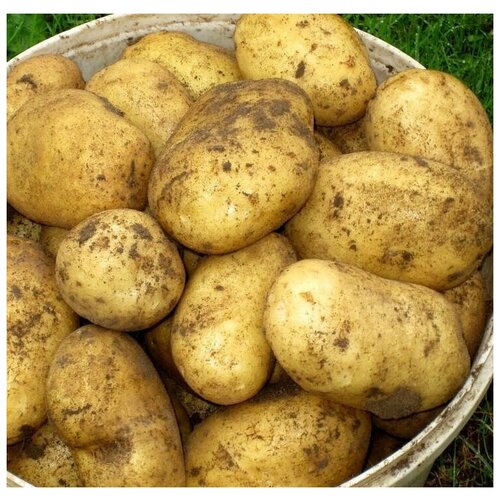 Картофель семенной гала клубни 2 кг, цена 469р