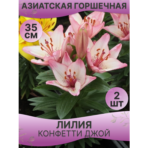 Лилия горшечная азиатская Конфетти Джой (Confetti Joy) 2 шт., цена 525р