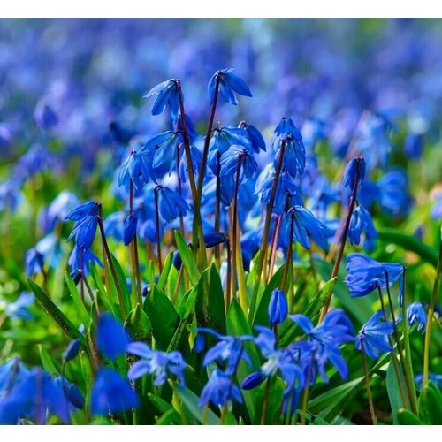 Луковицы подснежников Сцилла ( Пролеска ) цвет голубой 20 шт, цветы подснежники, первоцветы, цена 1500р