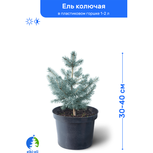 Ель колючая голубая 30-40 см в пластиковом горшке 1-2 л, саженец, хвойное живое растение, цена 2299р