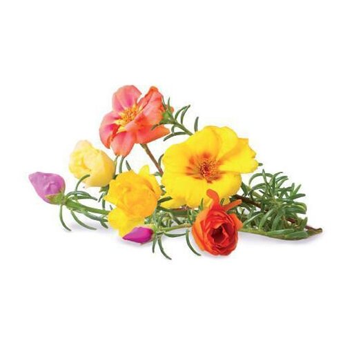 Click And Grow   Click And Grow Moss Rose 3 .    Click And Grow  ,  2690