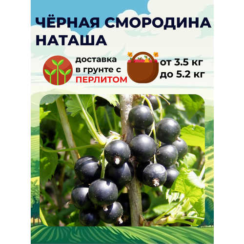 Спелов Смородина Черная Наташа, 2-3 года, C3, ЗКС, цена 825р