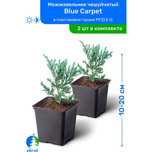 Можжевельник чешуйчатый Blue Carpet (Блю Карпет) 10-20 см в пластиковом горшке P9 (0,5 л), саженец, хвойное живое растение, комплект из 2 шт, цена 2190р