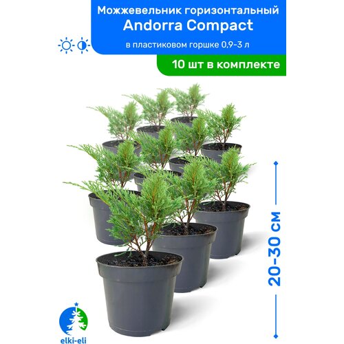 Можжевельник горизонтальный Andorra Compact (Андорра Компакт) 20-30см в пластиковом горшке 0,9-3л, саженец, хвойное живое растение, комплект из 10шт, цена 9950р