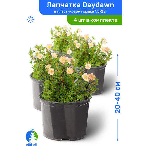 Лапчатка Daydawn (Дэйдаун) 20-40 см в пластиковом горшке 1,5-2 л, саженец, лиственное живое растение, комплект из 4 шт, цена 4543р