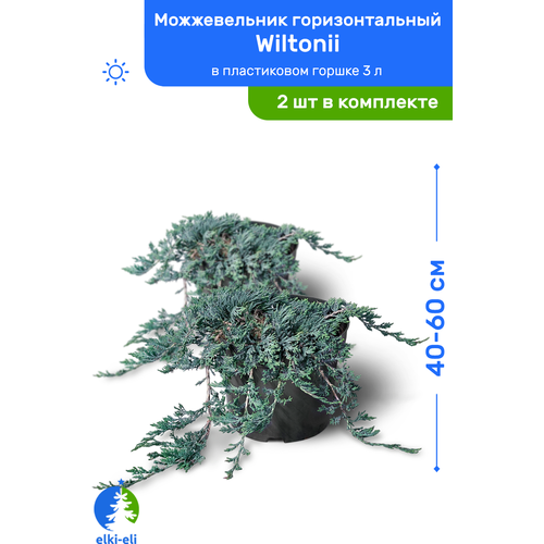 Можжевельник горизонтальный Wiltonii (Вилтони) 40-60 см в пластиковом горшке 3 л, саженец, живое хвойное растение, комплект из 2 шт, цена 5100р