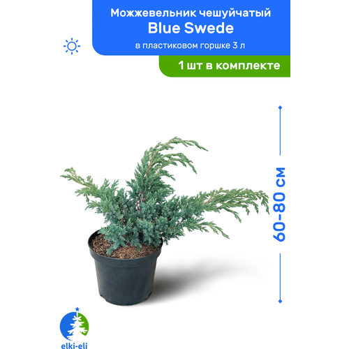 Можжевельник чешуйчатый Blue Swede (Блю Свид) 60-80 см в пластиковом горшке 3 л, саженец, хвойное живое растение, цена 3950р