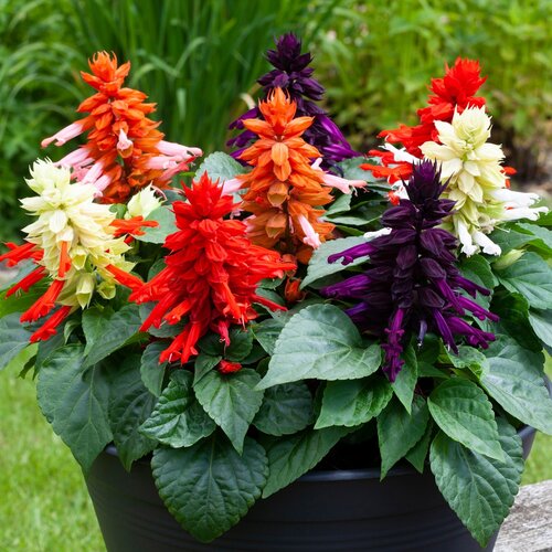   -  3  (. Salvia splendens)  20,  370