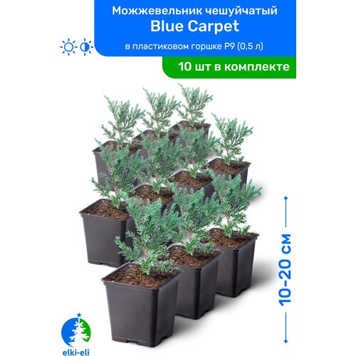 Можжевельник чешуйчатый Blue Carpet (Блю Карпет) 10-20 см в пластиковом горшке P9 (0,5 л), саженец, хвойное живое растение, комплект из 10 шт, цена 8950р
