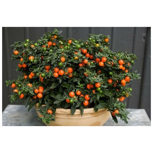    (. Solanum villosum)  25,  300 MagicForestSeeds