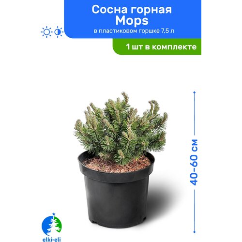 Сосна горная Mops 40-60 см в пластиковом горшке 7,5 л, саженец, хвойное живое растение, цена 8950р