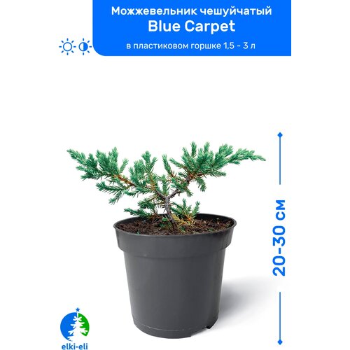 Можжевельник чешуйчатый Blue Carpet (Блю Карпет) 20-30 см в пластиковом горшке 0,9-3 л, саженец, хвойное живое растение, цена 1295р