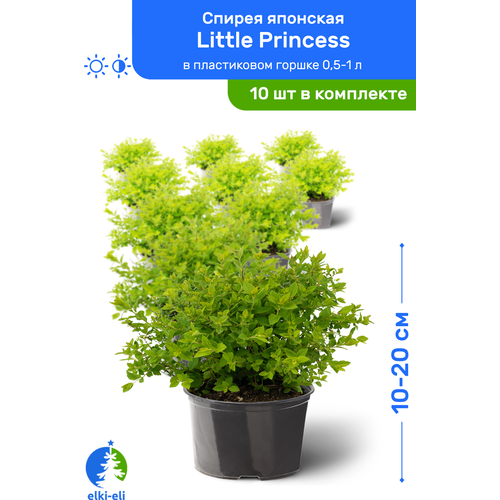 Спирея японская Little Princess (Литтл Принцесс) 10-20 см в пластиковом горшке 0,5-1 л, саженец, лиственное живое растение, комплект из 10 шт, цена 8950р