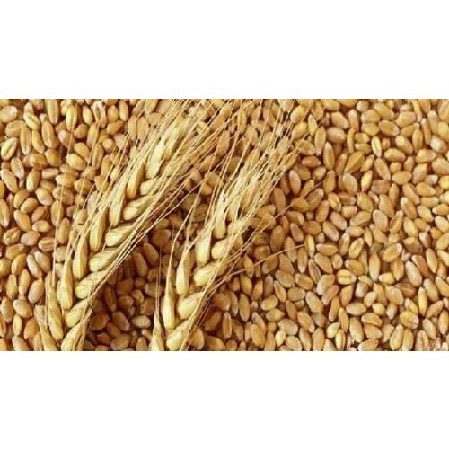 Пшеница 40кг / Сидерат, цена 4620р